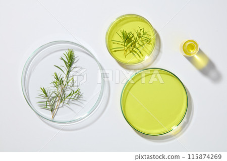 A small beaker decorated with few glass petri dishes containing tea tree leaves and tea tree oil. Tea tree oil may help with several skin concerns. Research science content A small beaker decorated with few glass petri dishes containing tea tree leaves and tea tree oil. Tea tree oil may help with several skin concerns. Research science content 115874269