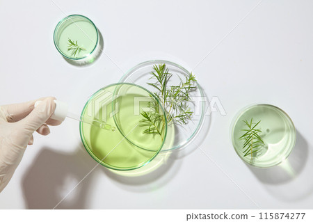 A hand of researcher wears white gloves is holding a dropper, few glass petri dishes of liquid displayed. Tea tree oil is an essential oil harvested from the leaves of the tea tree plant 115874277