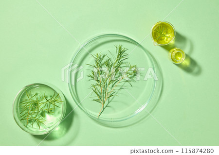 Two beakers and two petri dishes in different sizes containing yellow and green liquid with tea tree leaves. Green background. Tea tree oil is a popular remedy 115874280
