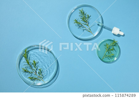 Three petri dishes containing fresh tea tree leaves with chemical liquid displayed over blue background with a dropper. Empty space in the middle for beauty product presentation Three petri dishes containing fresh tea tree leaves with chemical liquid displayed over blue background with a dropper. Empty space in the middle for beauty product presentation 115874289