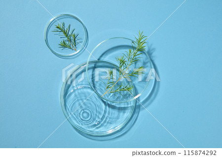 View from above of blue background features few laboratory petri dishes containing tea tree leaves and liquid. Tea tree oil can help soothe dry skin by reducing irritation View from above of blue background features few laboratory petri dishes containing tea tree leaves and liquid. Tea tree oil can help soothe dry skin by reducing irritation 115874292