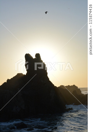 Birds flying in the sunset and the sea 115874416