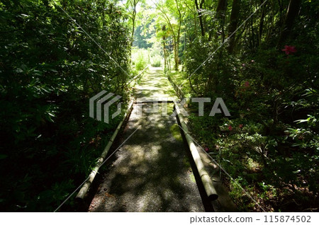 Hikone Ryutanji Temple 115874502