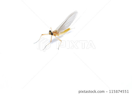 A mayfly resting on a paper screen 115874551