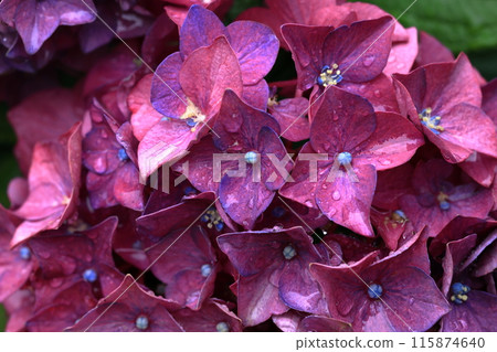 Hydrangea 115874640