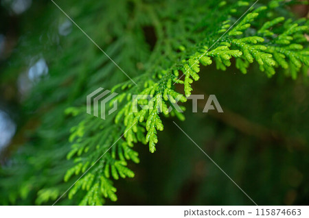 檜木離開 115874663