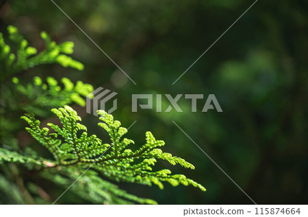 扁柏葉尖 115874664