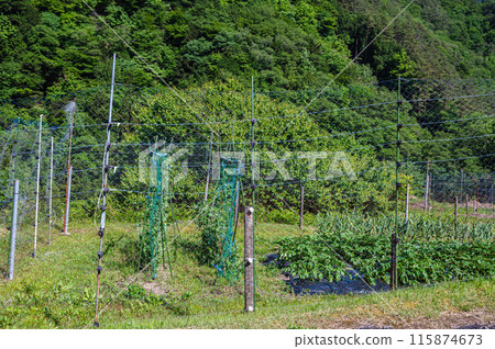 Netting to protect against wild animals Netting to protect against wild animals 115874673