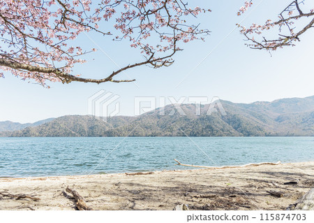 Cherry blossoms blooming on the shores of Lake Chuzenji 115874703
