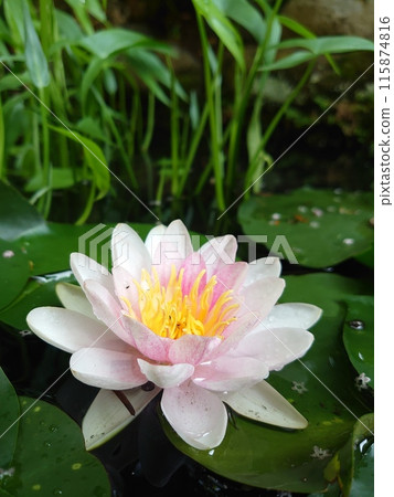 Beautiful pink water lily 115874816