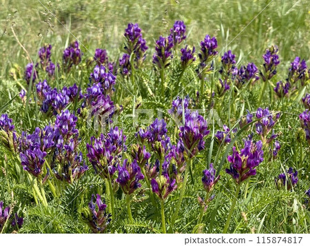 Mongolian purple flowers 115874817