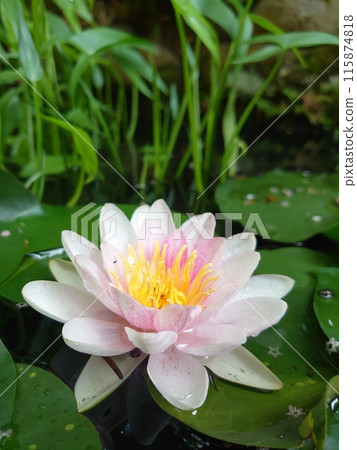Water lily wet with rain 115874818