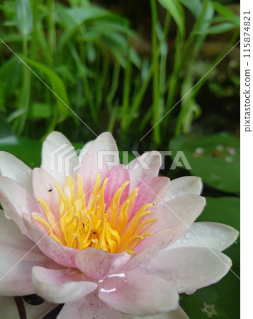 Water lily wet with rain 115874821