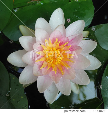 Red lily lot 115874828