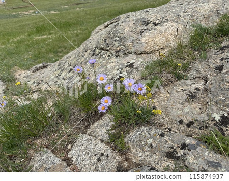 高山花紫菀 albina 1 高山花紫菀 albina 1 115874937
