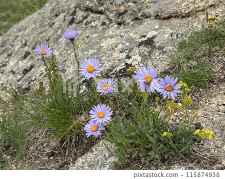 高山花紫菀 albina 2 高山花紫菀 albina 2 115874938