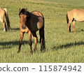 Grazing horses on the plateau 2 115874942