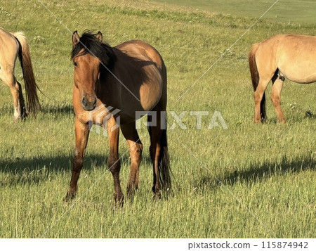 Grazing horses on the plateau 2 115874942