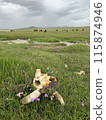 Cow skeletons remaining on the banks of the Erste River and environmental pollution 115874946