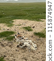 Sheep skeletons remaining on the banks of the Erste River and environmental pollution 115874947