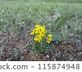 Yellow flowers blooming on the Mongolian plateau 115874948