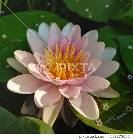丁香 睡蓮 花 115875031