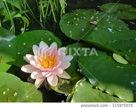 浮在水面上的睡蓮花 浮在水面上的睡蓮花 115875078