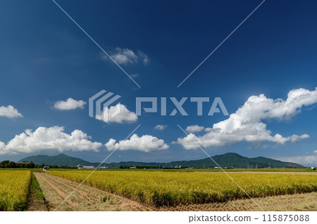 [Niigata City, Niigata Prefecture] Rice harvesting is in full swing in the paddy fields of the Echigo Plain 115875088