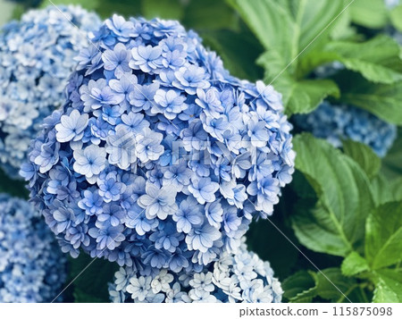 Hydrangea flowers, rainy season flowers, rainy season images Hydrangea flowers, rainy season flowers, rainy season images 115875098