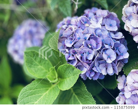 Hydrangea flowers, rainy season flowers, rainy season images Hydrangea flowers, rainy season flowers, rainy season images 115875099