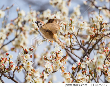 A sparrow jumping out of a white plum tree A sparrow jumping out of a white plum tree 115875367