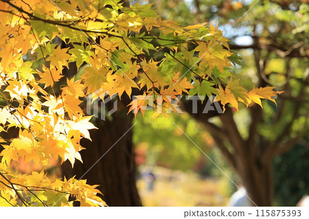 Autumn in Japan 115875393