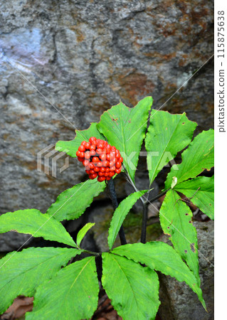 A Japanese cricket with red berries 115875638