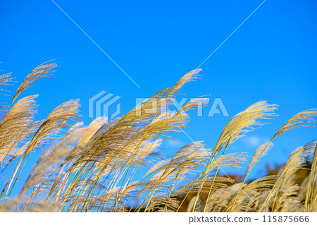 Pampas grass: scenery 115875666