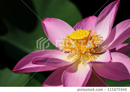 Pure lotus flowers that color the early morning of early summer Pure lotus flowers that color the early morning of early summer 115875948