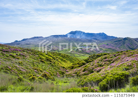 Miyamakirishi blooming in Aso Miyamakirishi blooming in Aso 115875949