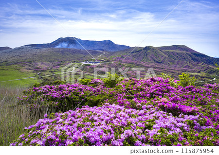 阿蘇開花 115875954