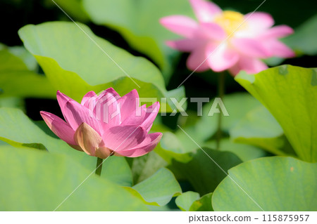 為初夏的清晨著色的純蓮花 115875957