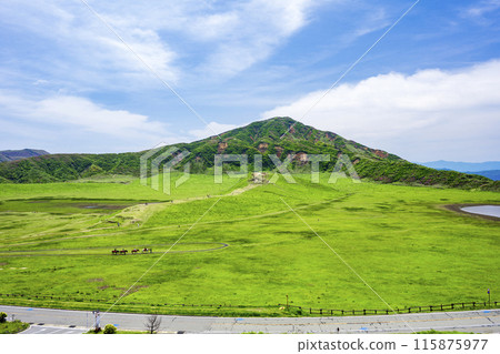 Miyamakirishi blooming in Aso 115875977