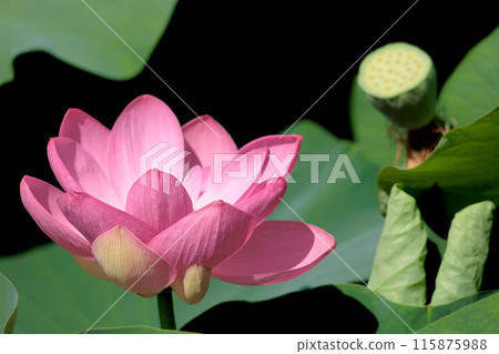 為初夏的清晨著色的純蓮花 115875988