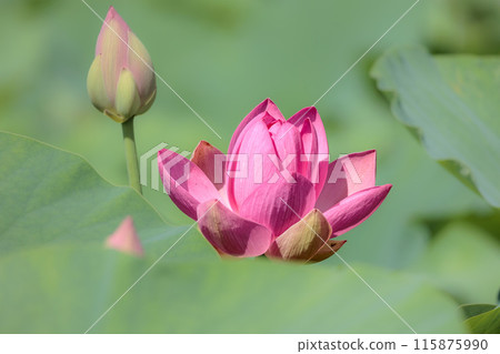為初夏的清晨著色的純蓮花 為初夏的清晨著色的純蓮花 115875990