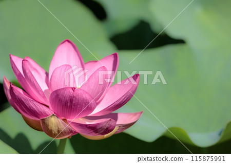 為初夏的清晨著色的純蓮花 為初夏的清晨著色的純蓮花 115875991