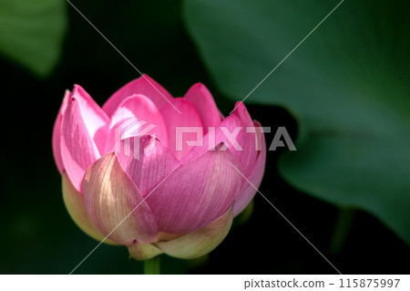 Pure lotus flowers that color the early morning of early summer Pure lotus flowers that color the early morning of early summer 115875997