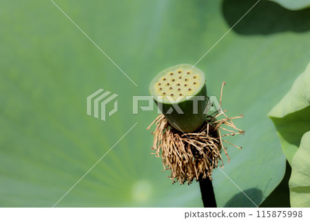 Pure lotus flowers that color the early morning of early summer 115875998