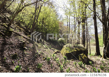 A road covered with hostas 115876136