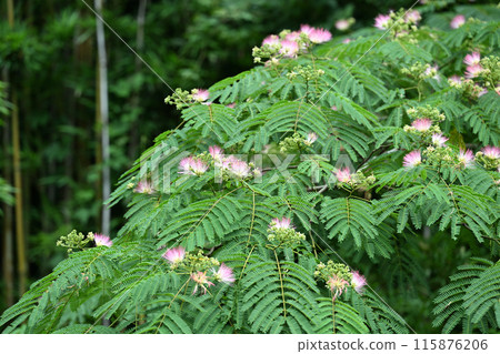 Albizia flower Albizia flower 115876206
