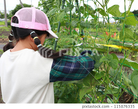 小學生在地裡收割蔬菜 小學生在地裡收割蔬菜 115876335