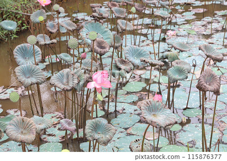 Vietnam, Quang Nam Province, My Son Ruins, My Son Sanctuary 115876377