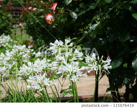 White flowering agapanthus 115876419