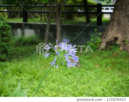 百子蓮與紫色的花朵 115876425